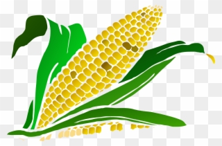 Monsanto Just Got The First Crispr License To Modify - Corn Clip Art Png Transparent Png