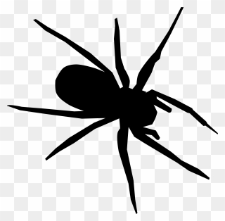 Insect Clipart Spider - Spider Drawing - Png Download