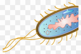 Escherichia Coli Clipart Microbiology - Escherichia Coli Vector Png Transparent Png
