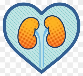 Osprey Medical And Ge Healthcare Launch New Educational - Kidney Clipart