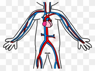 Heart Shaped Clipart Circulatory - Simple Circulatory System Diagram - Png Download
