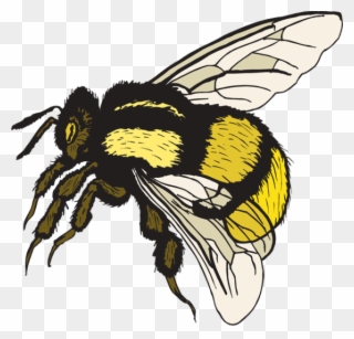 Free Clip Art Bumble Bee - Png Download