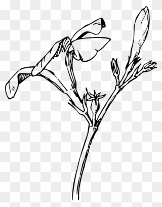 Bud Vector Clipart Black And White - Oleander Drawing - Png Download