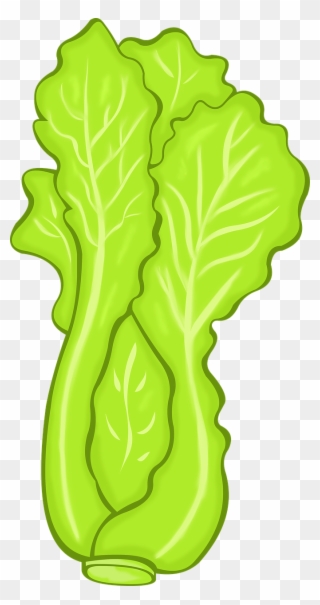 Lettuce Vegetables Food - รูป ผัก กาด ขาว การ์ตูน Clipart