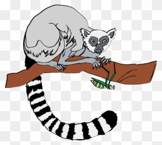 Clipart Info - Ring Tailed Lemur Clipart - Png Download