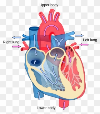 Clip Art Library Download Clipart Human Heart - Cardiac Output - Png Download