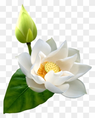 White Lotus Png Clip Art - Transparent Lotus Flower Png