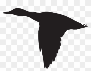 Albatross Clipart Clip Art - Png Download