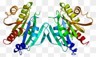42, 16 December 2009 - Arf Protein Clipart