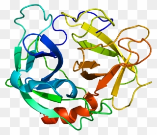 15, 17 December 2009 - Human Neutrophil Elastase Structure Clipart
