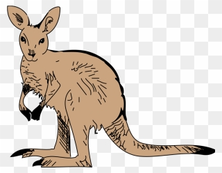 Animals - Possum - Kangaroo Clip Art - Png Download