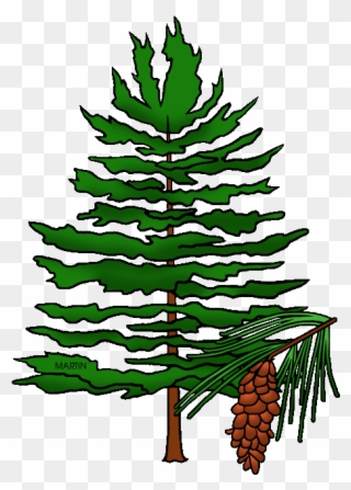 State Tree Of Idaho - Pine Cone Tree Clip Art - Png Download