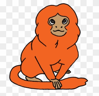 Picture - Golden Lion Tamarin Clipart - Png Download