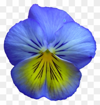 Pansy Clipart Transparent - Free Clip Art Blue Flower - Png Download
