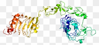 Structure Of The Igf1r Protein - Insulin Like Growth Factor 1 Molecule Clipart