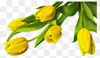 Yellow Tulip Flower Png Clipart