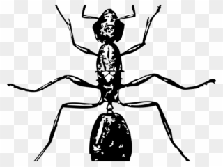Ant Clipart Carpenter Ant - Insect Black And White - Png Download