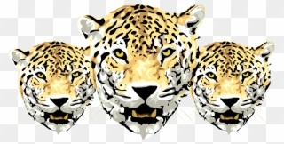 Amur Leopard Head Png Clipart
