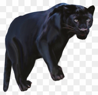 Pantera Animal Png Clipart Black Panther Leopard Jaguar - Pantera Negra Animal Png Transparent Png