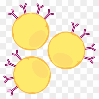 This Cell Line Was Chosen Specifically For Our Assay - Circle Clipart
