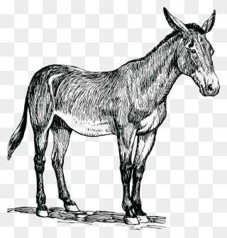 Free Clipart Of A Mule - Drawing Of A Mule - Png Download