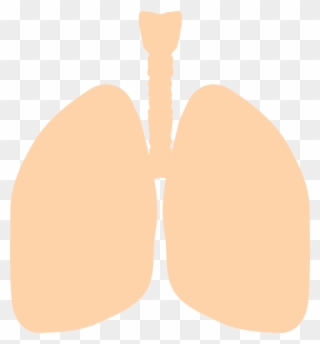 Lung Clipart