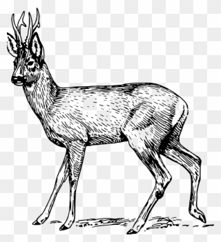Big Image - Roe Deer Black And White Clipart
