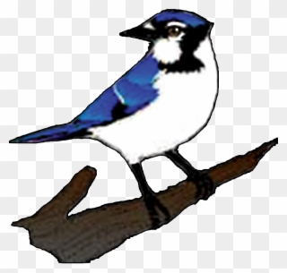 The Great Lakes Forestry Centre Is The Largest Canadian - Blue Jay Vector Png Clipart