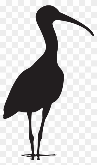 Bird With Long Neck - American White Ibis Clipart