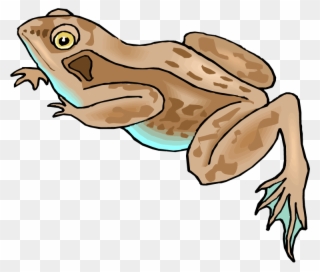 Frog - Brown Frog Cartoon Clipart