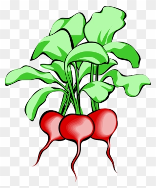 Beet, Beetroot, Vegetable, Root, Plant, Food, Raw - Beets Clipart - Png Download