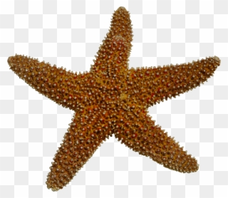 Realistic Clipart Starfish - Animales Invertebrados Estrella De Mar - Png Download