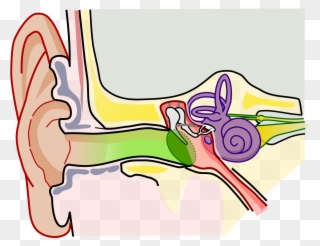 Human Ear Parts Structure Clipart
