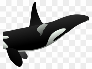 Humpback Whale Clipart Paus - Killer Whale Full Body - Png Download