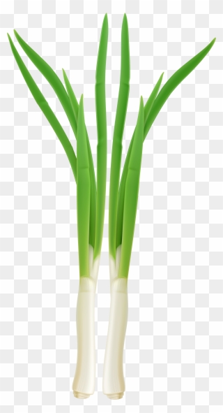 Onion Plant Png Clip Art Transparent Stock - Onion