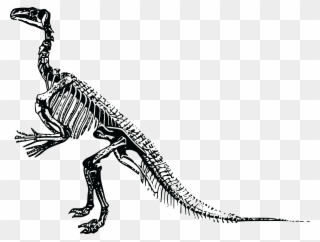 Free Clipart Of A Dinosaur Skeleton - Dinosaur Skeleton Png Transparent Png