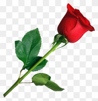 Rose Png Transparent Image Pngpix Pink Rose Clip Art - Png Hd