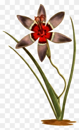 Big Image - Tulipa Humilis Clipart