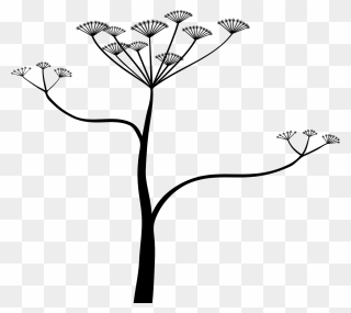 Poisonous Plant Clipart - Cicuta Png Transparent Png