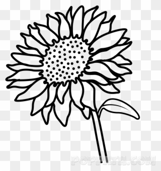 Outline Sunflower Drawing Easy