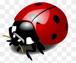 Imagem Relacionada - Ladybird Animation Clipart