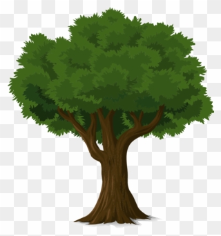 Clip Art Tree Fresh Arbres Page 10 Clipart Pinterest - Natural Resources Trees - Png Download