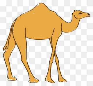 Graphic Transparent Download Camels Drawing Cartoon - Arabian Camel Clipart