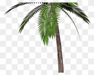 Date Palm Clipart Tropical Tree - Palm Tree Transparent Background - Png Download