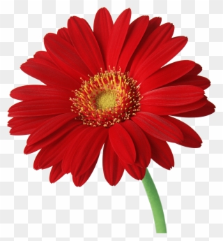 This Png Image - Red Daisy Flower Png Clipart