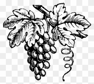 Vineyard Drawing Grape Clipart Black And White Library - Black And White Wine Grapes - Png Download