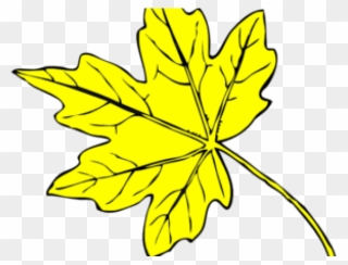 Yellow Flower Clipart Leave Clipart - Line Drawing Maple Leaf - Png Download