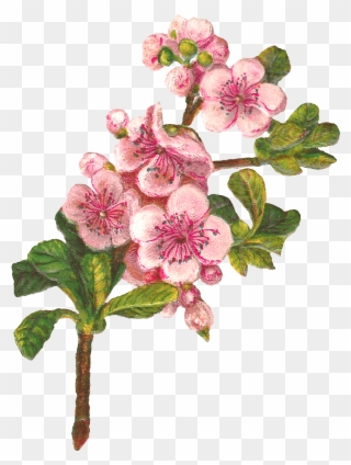 Botanical Art Apple Blossom Flower Digital Download - Apple Blossom Png Clipart Transparent Png