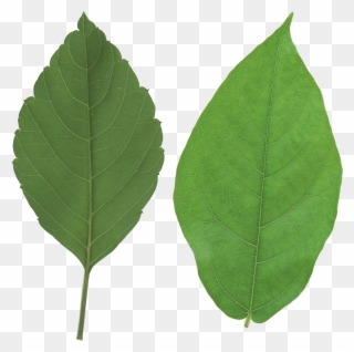 Vector Black And White Download Apple Leaf Clipart - Leaf Png Transparent Png