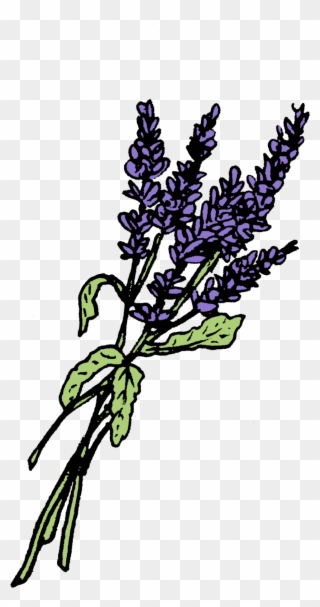 Lavender Graphics Leaf Plant Stem Potion Bottle - Plant Stem Clipart
